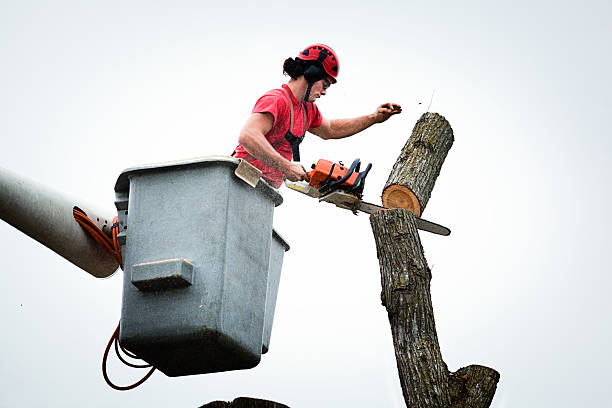 How Our Tree Care Process Works  in  North Miami Beach, FL